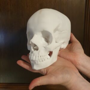 Skulls and Bones